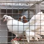 Koppel jonge pauwstaarten., Plusieurs animaux, Pigeon culbutant ou Roller