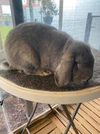 Duitse hangoor konijn, Dieren en Toebehoren, Hangoor