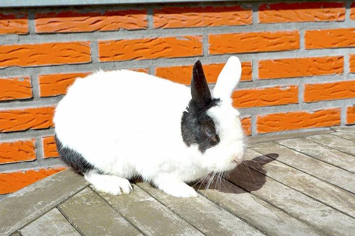 Gecastreerd konijn, Dieren en Toebehoren, Konijnen