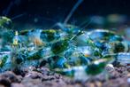 Neocaridina Green Rilli Garnaal