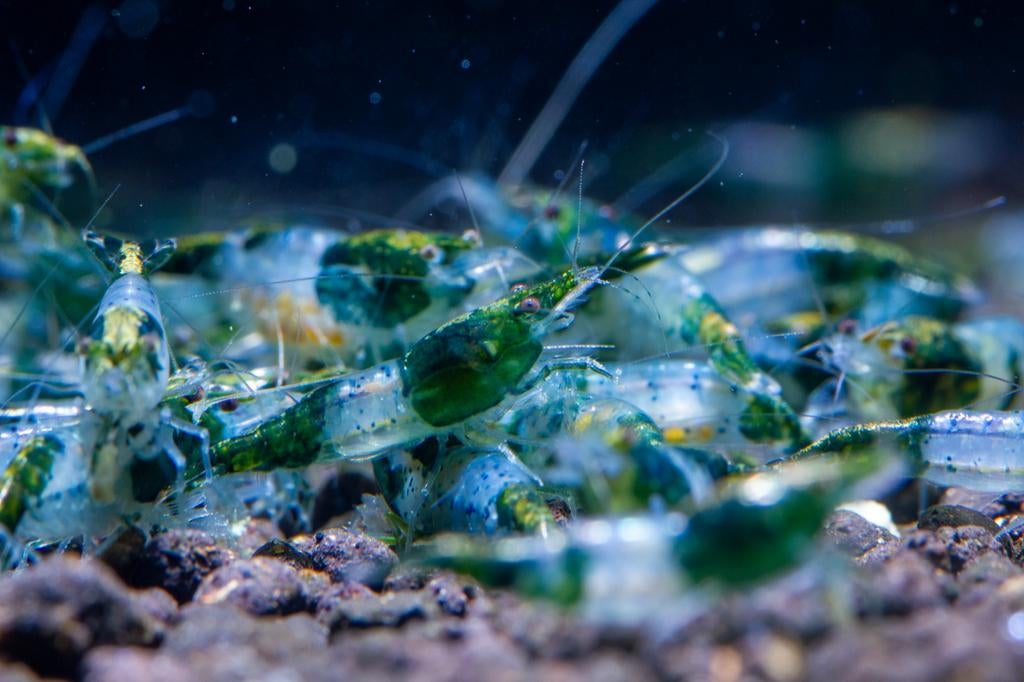 Neocaridina Green Rilli Garnaal, Dieren en Toebehoren, Vissen | Aquariumvissen