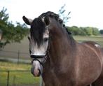 Kwaliteit's volle pre/andalusier hengst, Dieren en Toebehoren, Dressuurpaard, Hengst, 3 tot 6 jaar, L