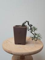 Mooie shonin cascade bonsai den, Tuin en Terras, Ophalen of Verzenden