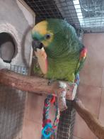 perroquet amazone front bleu, Animaux & Accessoires, Perroquet, Bagué