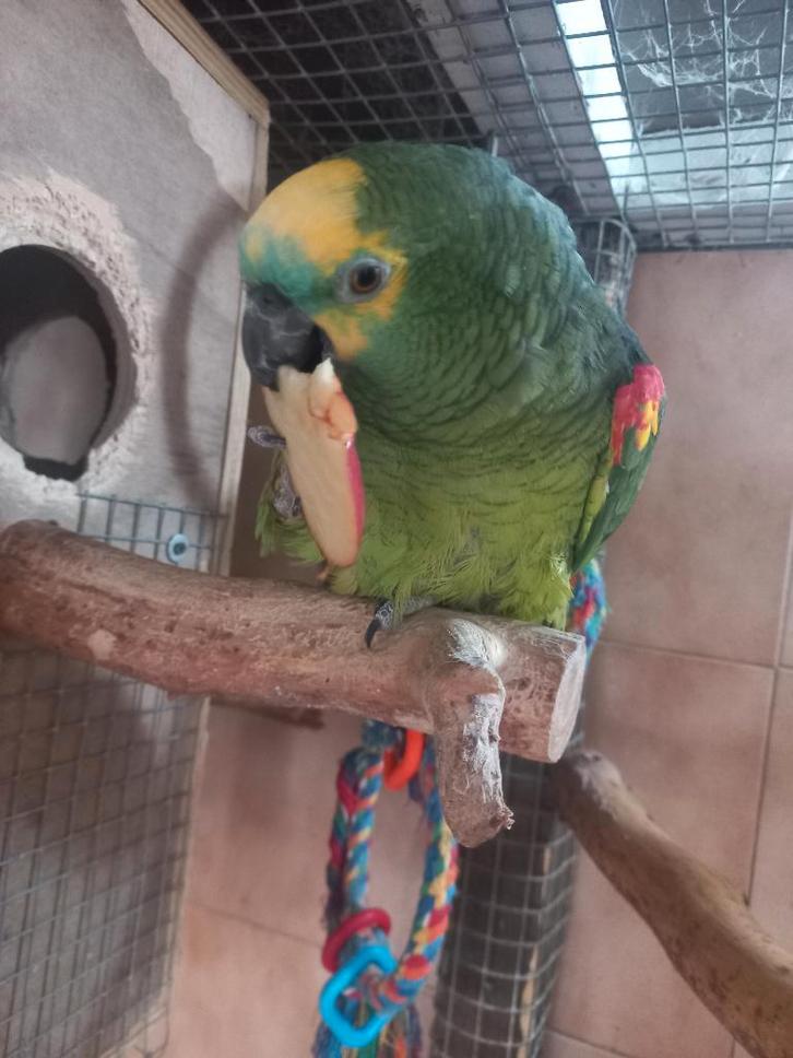 perroquet amazone front bleu, Animaux & Accessoires, Oiseaux | Perruches & Perroquets, Perroquet, Bagué