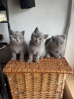 Britse korthaar kitten blauw katertje, Dieren en Toebehoren, Gechipt, Meerdere dieren, 0 tot 2 jaar