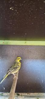 groene kardinaal (Europese vogel)man met officiële rode ring, Dieren en Toebehoren, Mannelijk, Geringd