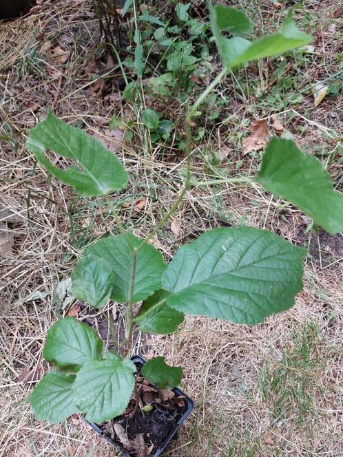 Noisetier jeune de 44 cm, Tuin en Terras, Planten | Struiken en Hagen, Struik, Overige soorten, Minder dan 100 cm, Ophalen