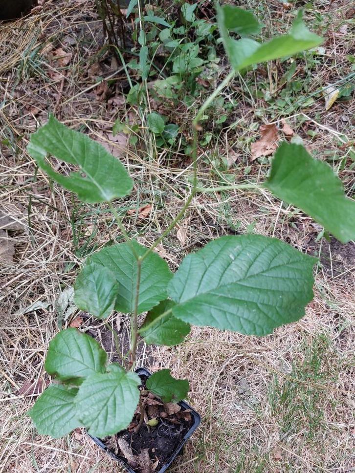 Noisetier jeune de 44 cm, Jardin & Terrasse, Plantes | Arbustes & Haies, Arbuste, Autres espèces, Moins de 100 cm, Enlèvement