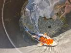 Koi's