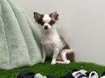 Langharige Chihuahua pup, België, Reu, 8 tot 15 weken, CDV (hondenziekte)