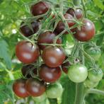 Chocolate Cherry - Graines de tomates, Envoi