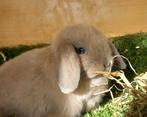 Schattig minilop rammelaartje, Dieren en Toebehoren, Mannelijk, Klein, Hangoor, 0 tot 2 jaar