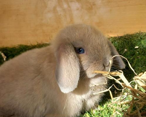 Schattig minilop rammelaartje, Dieren en Toebehoren, Konijnen, Klein, Mannelijk, 0 tot 2 jaar, Hangoor