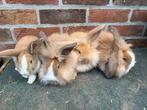 4 nhd konijntjes, Meerdere dieren, Dwerg, Hangoor, 0 tot 2 jaar
