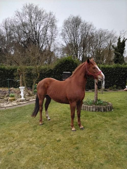Quarter paard., Dieren en Toebehoren, Paarden, Merrie, Gechipt