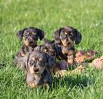 Teckel pups Merle korthaar, Dieren en Toebehoren, België, CDV (hondenziekte), 8 tot 15 weken, Korthaar