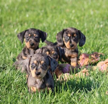 Teckel pups Merle korthaar beschikbaar voor biedingen
