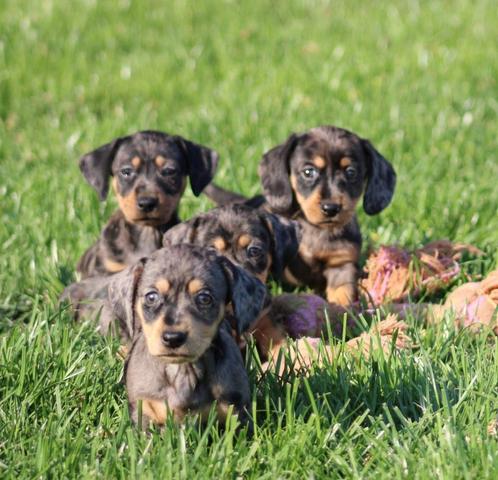 Teckel pups Merle korthaar, Dieren en Toebehoren, Honden | Teckels en Dashonden, Meerdere dieren, Korthaar, Dwerg, Fokker | Professioneel