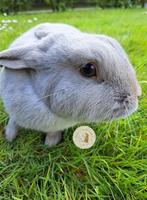 Koppel Parelgrijs Van Halle, Dieren en Toebehoren, Konijnen, Meerdere dieren, Klein, 0 tot 2 jaar