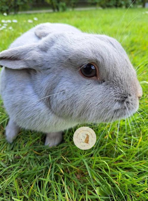 Koppel Parelgrijs Van Halle, Dieren en Toebehoren, Konijnen, Klein, Meerdere dieren, 0 tot 2 jaar