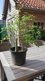 Ulmus minor/veldiep starter bonsai, En pot, Enlèvement, Moins de 100 cm, Ombre partielle