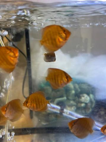 Antwerpen 2100 beschikbaar voor biedingen