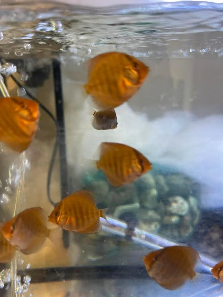 Antwerpen 2100, Dieren en Toebehoren, Vissen | Aquaria en Toebehoren, Ophalen