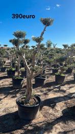 Olijfbomen olea europaea plato half april in België!, Enlèvement