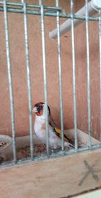 vogels, Dieren en Toebehoren, Vogels | Parkieten en Papegaaien, Vrouwelijk, Geringd