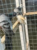 Tipplers, Dieren en Toebehoren