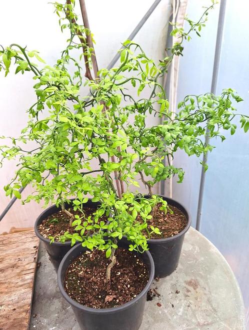 Winterharde wilde citroen, Tuin en Terras, Planten | Fruitbomen, Citroenboom, Minder dan 100 cm, Volle zon, Lente, In pot, Ophalen