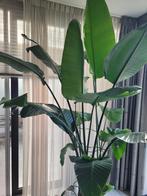 Stralizia Nicolai, Huis en Inrichting, Kamerplanten, Ophalen, 200 cm of meer, Overige soorten, Halfschaduw