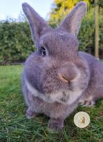 Wener Kleur, Dieren en Toebehoren, Konijnen, Meerdere dieren, Groot, 0 tot 2 jaar