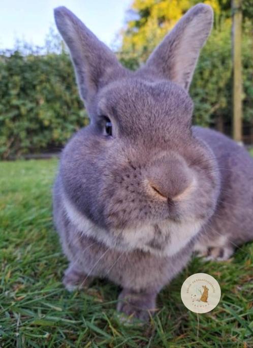 Wener Kleur, Dieren en Toebehoren, Konijnen, Groot, Meerdere dieren, 0 tot 2 jaar