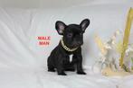 French Bulldog (ouders aanwezig), Dieren en Toebehoren, België, Particulier, CDV (hondenziekte), 8 tot 15 weken