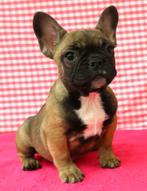 Super leuke Franse Bulldog pups!, Dieren en Toebehoren, 15 weken tot 1 jaar, Buitenland, Meerdere, Meerdere dieren