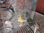 Kanaries te koop, Dieren en Toebehoren, Vogels | Kanaries