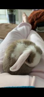 Konijntje te koop, Vrouwelijk, Dwerg, Hangoor, 0 tot 2 jaar