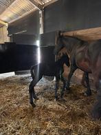 Pasgeboren fries merrie veulen te koop, Dieren en Toebehoren, Paarden, Merrie, Gechipt, 0 tot 2 jaar