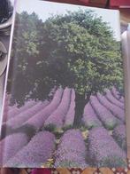 Artis Historia boek 'Provence en Camargue', Boeken, Prentenboeken en Plaatjesalbums, Ophalen, Zo goed als nieuw