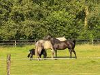 Paardenmest, Tuin en Terras, Aarde en Mest, Ophalen, Mest