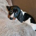 Chiots teckel, Animaux & Accessoires, Chiens | Teckels & Bassets, Poils courts, 8 à 15 semaines, Plusieurs, Éleveur | Loisir