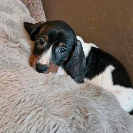 Teckel pups, Dieren en Toebehoren, Honden | Teckels en Dashonden, Meerdere dieren, Korthaar, Dwerg, Fokker | Hobbymatig, Meerdere