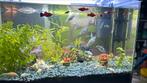 Platy’s en molly’s, Ophalen, Zo goed als nieuw