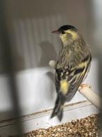 Siskin els, Dieren en Toebehoren, Ophalen