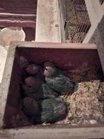 Roseicollis-agapornis-dwergpapegaaien, Geslacht onbekend, Dwergpapegaai of Agapornis