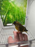 Tarin barbus, Dieren en Toebehoren, Ophalen