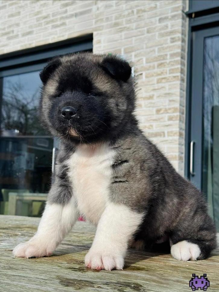 Amerikaanse Akita pup Zoë, Dieren en Toebehoren, Honden | Poolhonden, Keeshonden en Oertypen, Teef, Poolhond, Fokker | Hobbymatig