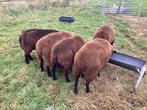 Rammmen, Mannelijk, Schaap, 0 tot 2 jaar